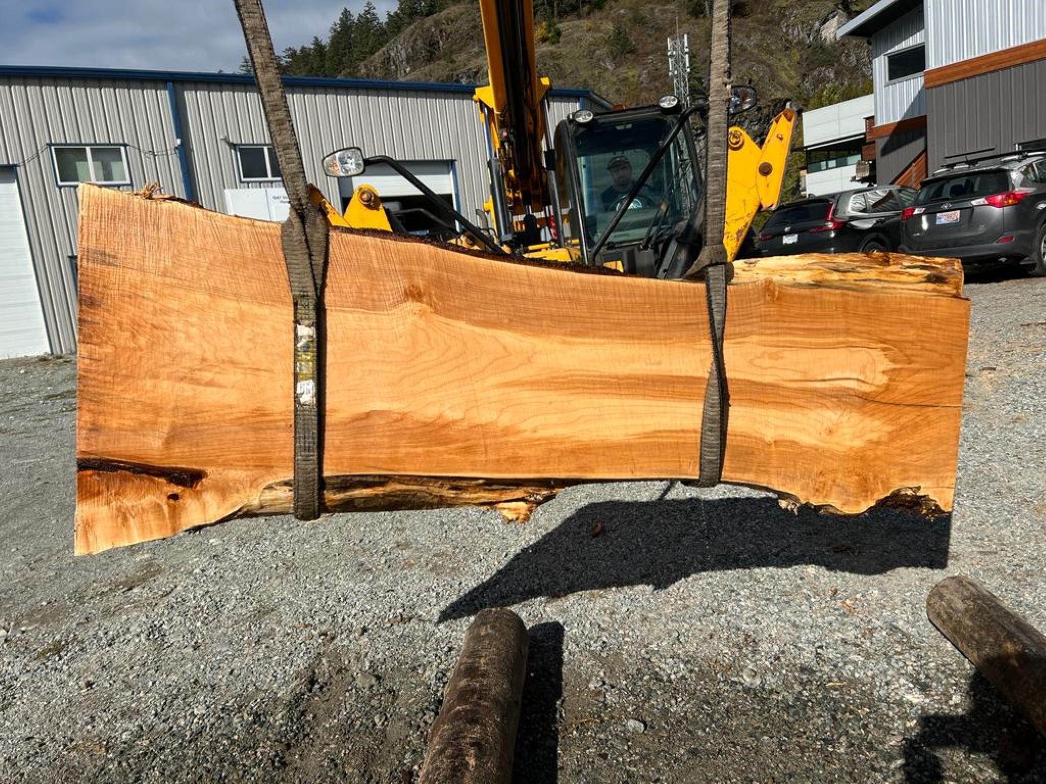 Big Leaf Maple - MW100523-6.1